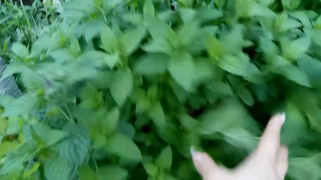 ОГОРОД, В КОТОРОМ ВСЕ СОЗРЕВАЕТ И РАСТЁТ. ОБЗОР август 2020 смотреть онлайн