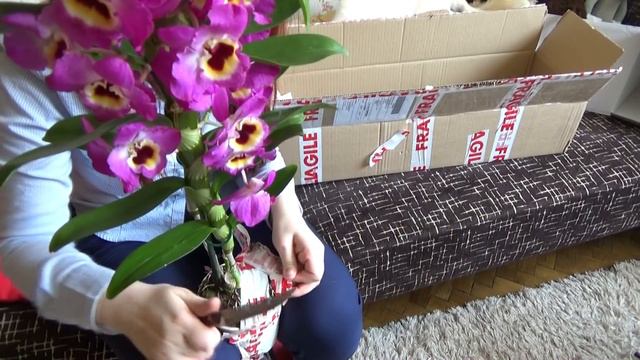 Unboxing a gorgeous orchid and some BIG changes on my channel смотреть онлайн