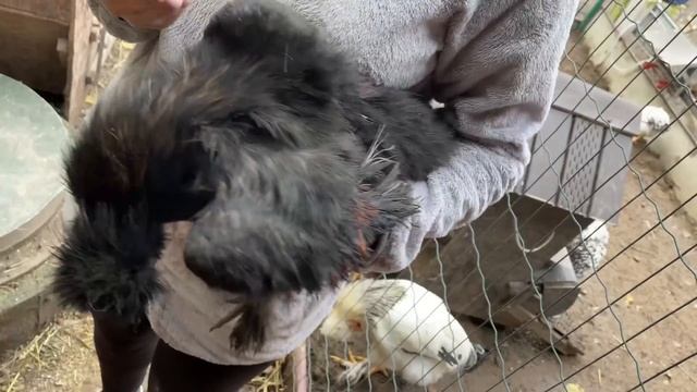 Яйценоскость кур несушек Что надо сделать смотреть онлайн