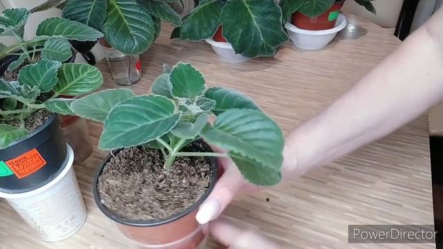 ПОЛИВ ГЛОКСИНИЙ.СРОЧНО. смотреть онлайн
