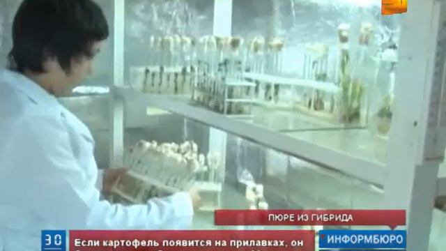 Казахстанские ученые вывели разноцветный картофель смотреть онлайн