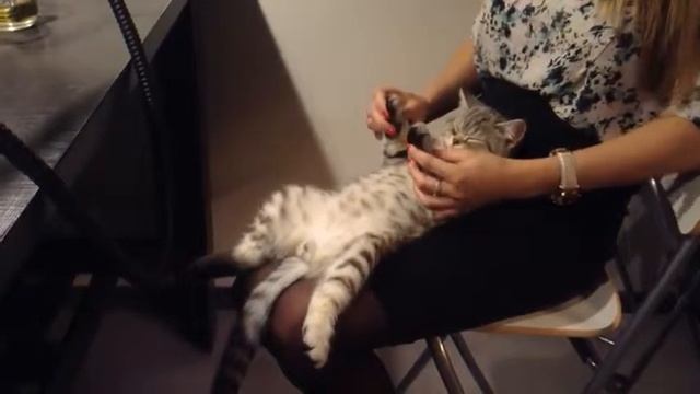 Кот Федот танцует макарену смотреть онлайн
