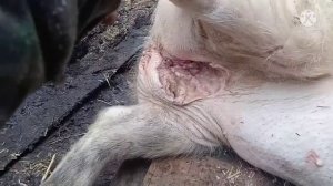 режу хряка с яйцами, будет вонять мясо или нет???