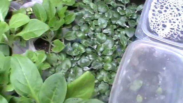 рассада 15.03.2018 г ...1 часть смотреть онлайн