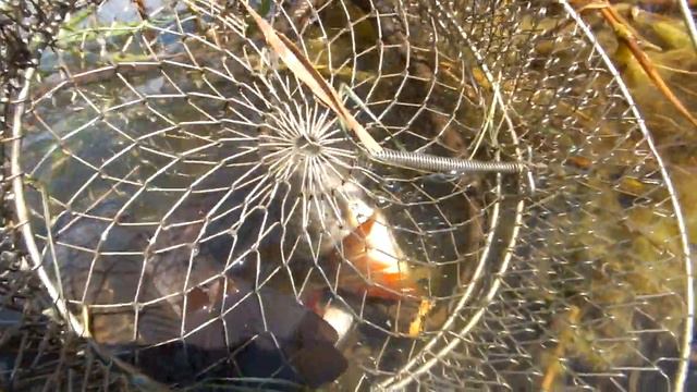 Змея ворует рыбу смотреть онлайн