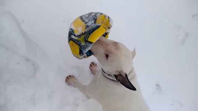 игра на снегу с Этуаль бультерьер смотреть онлайн