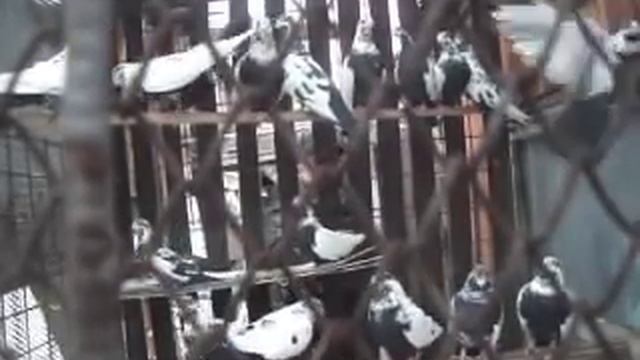 белобокие смотреть онлайн