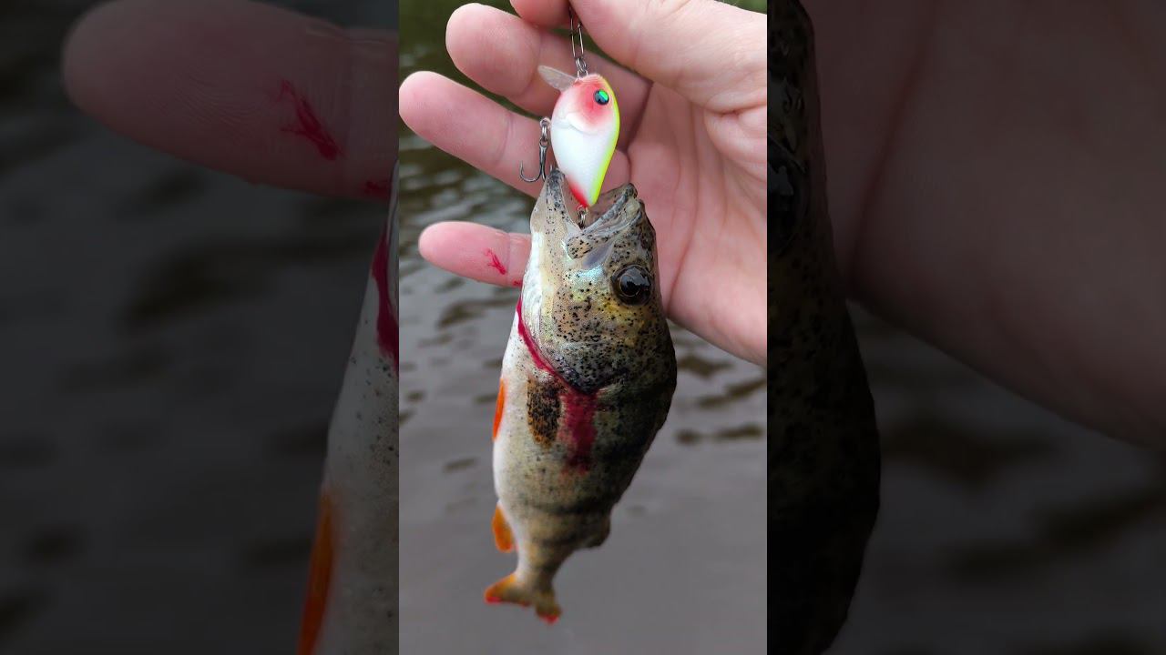 Рыбалка 2024 Поймали окуня на кренк #shortvideo #рыбалка #fishing #fishingvideo #природа #fish #lake смотреть онлайн