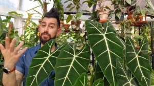 Growing a huge Alocasia Micholitziana 'Frydek'
