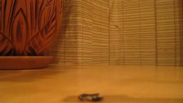 Как быстро щелкать семечки? смотреть онлайн