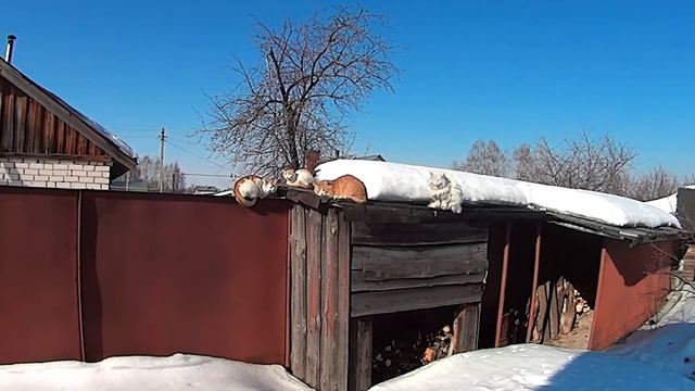 Коты мартовские