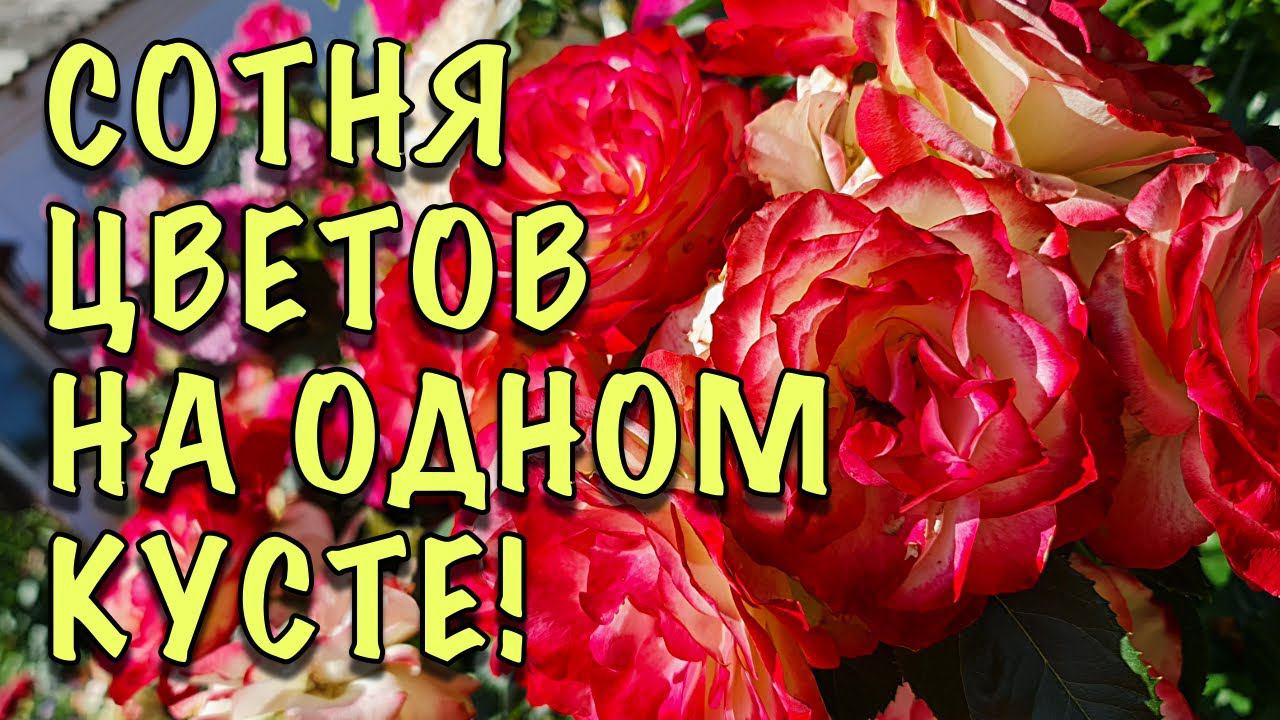 КУСТЫ-БУКЕТЫ! НЕПРИХОТЛИВЫЕ сорта РОЗ, которые ЦВЕТУТ ВСЁ ЛЕТО БОЛЬШИМИ ШАПКАМИ. Зимуют ОТЛИЧНО! смотреть онлайн