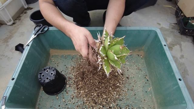 【秋の植え替え/園芸】アガベ秋の植え替え始めます！ まだ暑いけど早めに秋の準備【多肉植物】【Agave】 смотреть онлайн