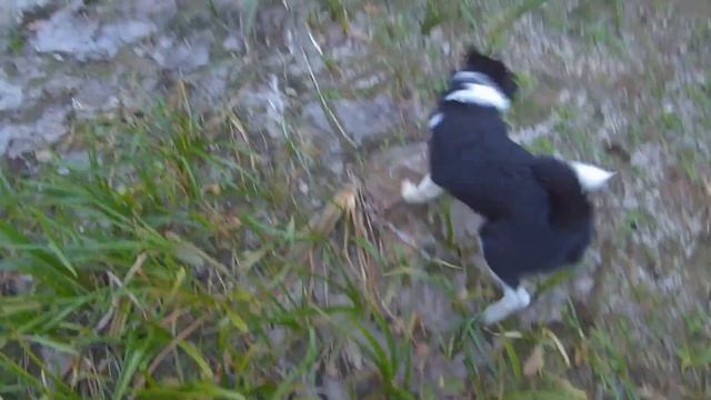 Охота на утку с ИЖ-18/Охота на утку осенью/Добычливое ружьё смотреть онлайн