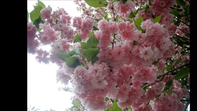 Травень (май). Из цикла Календарь природы смотреть онлайн