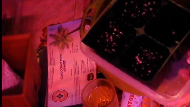 Посадка семян Адениума .Уникальный желтый Desert Rose Adenium Obesum