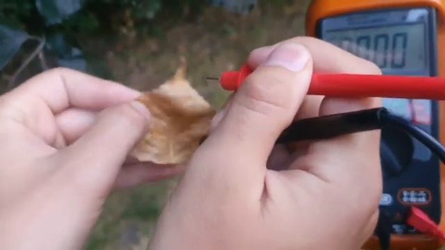 Исследование  электромагнитного поля  в  растительности