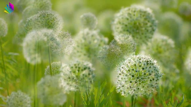 Красивая мелодия до слёз! Одна из самых красивых, волшебных весенних мелодий #48