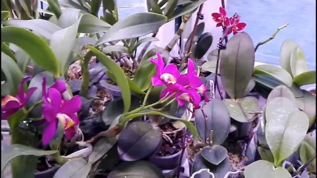 Как себя чувствуют Орхидеи после трёх обработок от КЛЕЩА