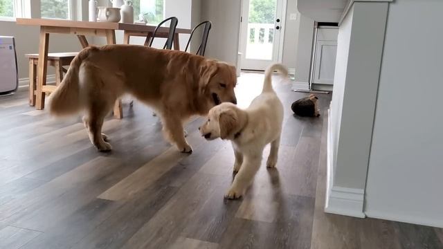 My Dog Has a Puppy Sleepover | Part 2 смотреть онлайн