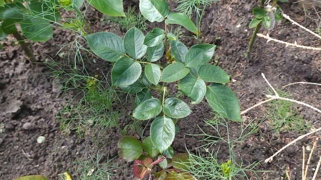 Обзор роз, черенкованных воздушным путём. Биг Пёпл, Твайлайт Зоун, Бургунд и Чандос Бьюти. смотреть онлайн