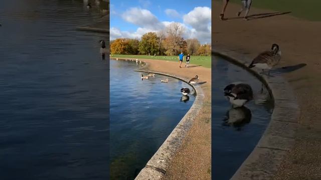 Гайд парк в Лондоне. смотреть онлайн