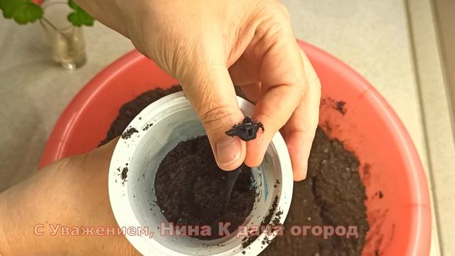 ГЕРАНЬ. Самое простое Размножение Герани.Цветы Пеларгония на фитильном поливе смотреть онлайн