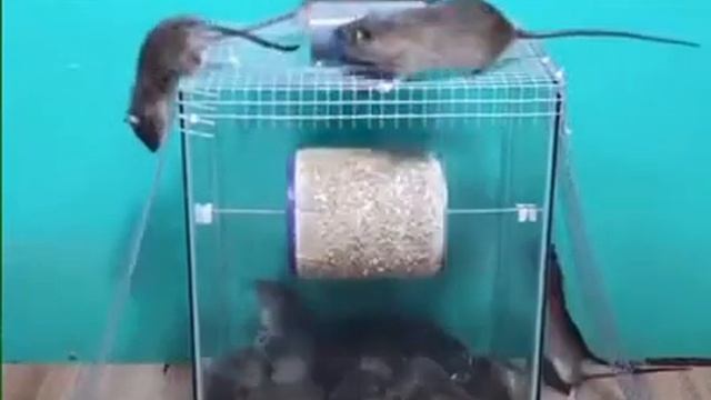 Самая лучшая ловушки для мышей и крыс смотреть онлайн