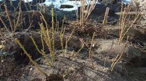 Розы флорибунда. Обрезка и формирование кустов весной.