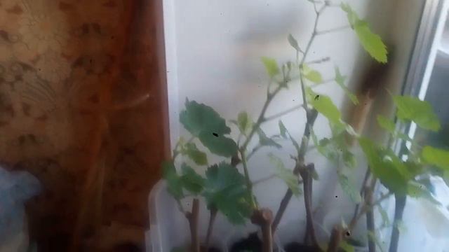 САЖЕНЦЫ ВИНОГРАДА УЖЕ ГОТОВЫ.2021 г . смотреть онлайн