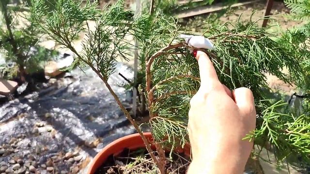 Прогулка по саду. Что сделала с ниваки из туи? смотреть онлайн