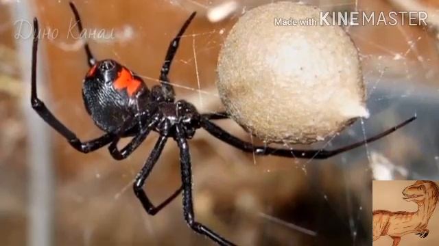 Каракурт: интересные факты о нём, сколько видов каракуртов.