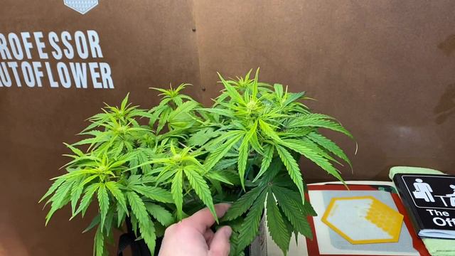 Autoflower Power, Outlier Z - Into The Flower Rack, Final Training, Under The Mars Hydro FC-E3000