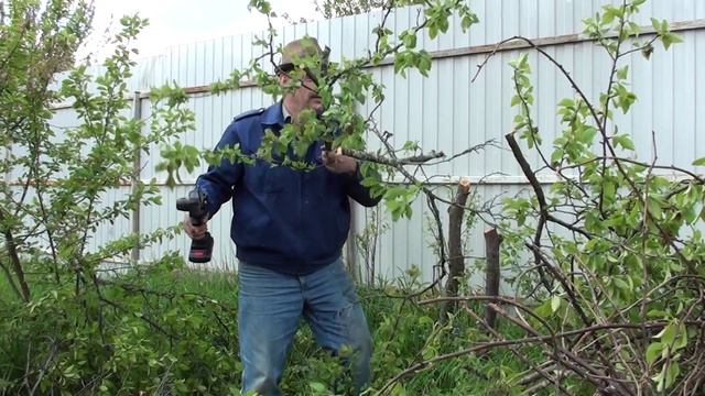 Отпуск а Мае// В Орле на своей даче попилил все сливы мини-пилой и подарил её брату. смотреть онлайн