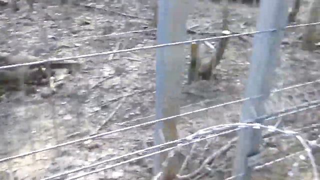 Вольер для волков на территории Воронежского заповедника смотреть онлайн