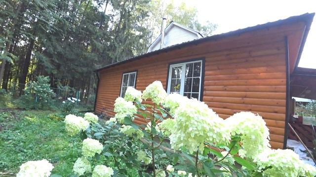ГОРТЕНЗИЯ. ЦВЕТЕНИЕ И СОВЕТЫ ПО УХОДУ смотреть онлайн