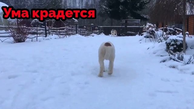 АЛАБАЙ || Ума и Жади || Реактивные игры с щенком || ALABAI || PUPPY || DOG смотреть онлайн