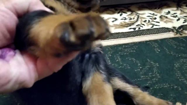 Продажа щенков ротвейлера смотреть онлайн