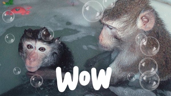 Купание Домашних Макак