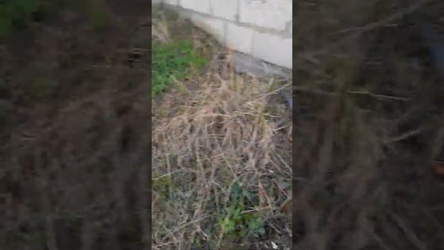 нашёл колпаки