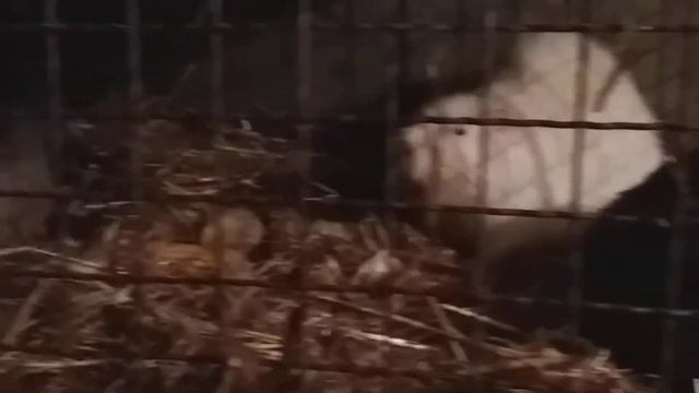 Нутрии.Вечерний обзор смотреть онлайн