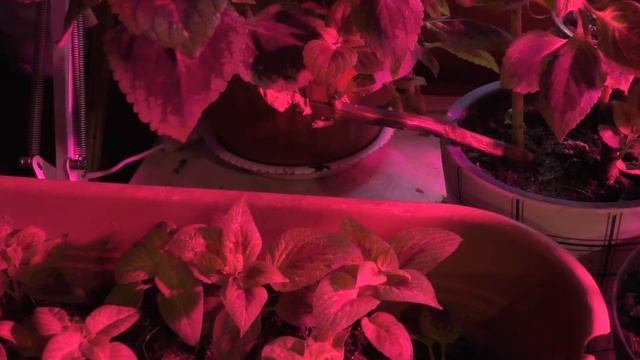 Как зимуют мои колеусы. Что важно знать, покупая семена. //Nataliya Alekseeva// смотреть онлайн