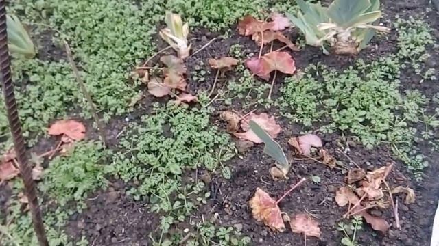 Как отвадить кошек гадить на грядках, клумбах и дорожках. ч.2 смотреть онлайн