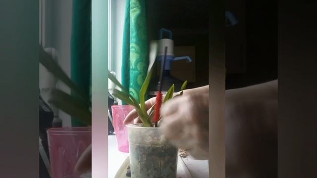 Камбрия (Cambria),Vuylstekeara, гибрид.Пересадка.