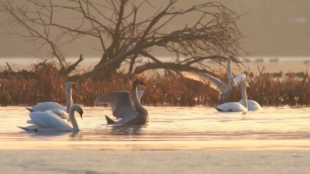 Лебеди-шипуны (Cygnus olor) - Mute swan | Film Studio Aves смотреть онлайн