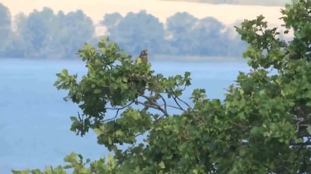 15. Сотрудники национального парка выпустили птиц. смотреть онлайн