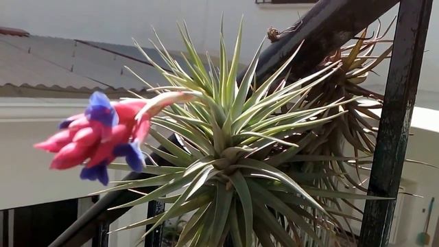 flor de Tillandsia смотреть онлайн