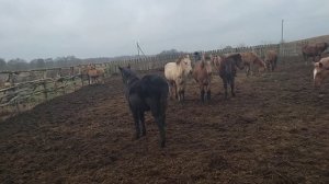 продаем лошадей в наличии 70 голов