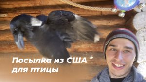 Ворон Гоша распаковывает посылку из США! Много игрушек.
