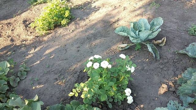 виноград